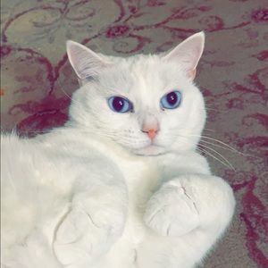 Meet your Posher, Allison